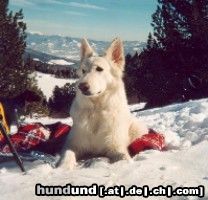 Weißer Schweizer Schäferhund Unsere Hündin Shadow im Winterurlaub