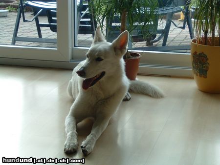 Weißer Schweizer Schäferhund Sandy