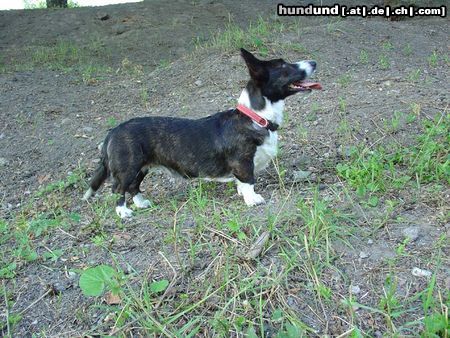 Welsh Corgi Cardigan Tessalia Controversia