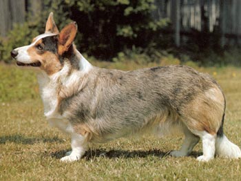 Welsh Corgi Cardigan