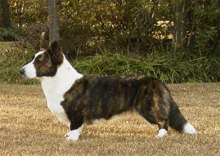 Welsh Corgi Cardigan Emma