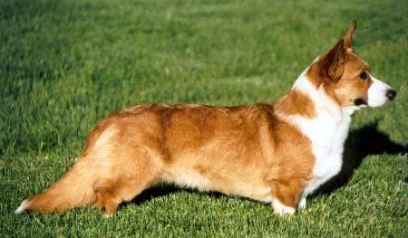 Welsh Corgi Cardigan Honey