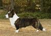 Welsh Corgi Cardigan Hund