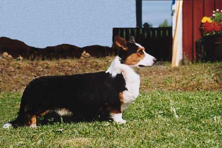 Welsh Corgi Cardigan Sidi