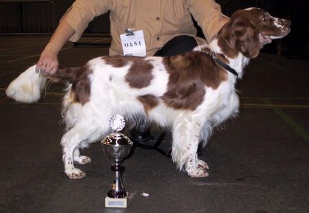 Welsh Springer Spaniel Amara Fan't Detica