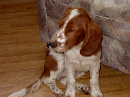 Welsh Springer Spaniel Charly