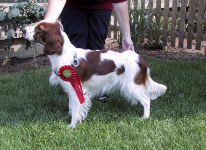 Welsh Springer Spaniel Chelsea Fan't Detica