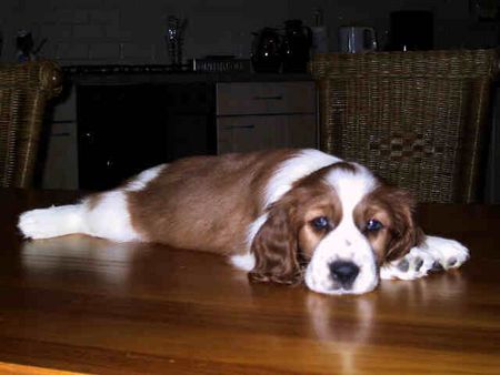 Welsh Springer Spaniel Demi Fan't Detica 