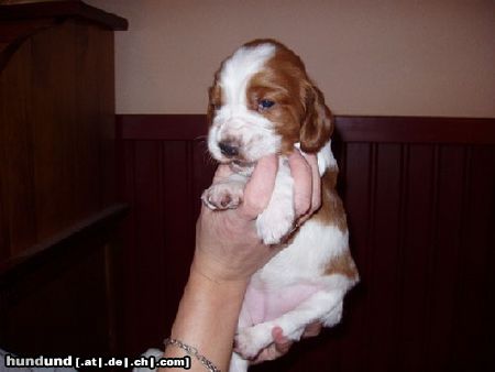 Welsh Springer Spaniel Gipsy und Husty