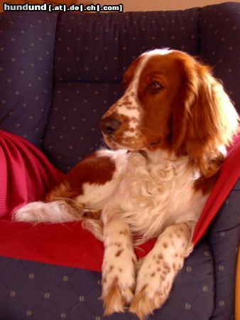 Welsh Springer Spaniel Charly