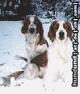 Welsh Springer Spaniel Gipsy und Husty