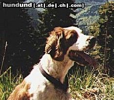 Welsh Springer Spaniel Gipsy und Husty