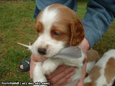 Welsh Springer Spaniel Unser welpen Us Wichie