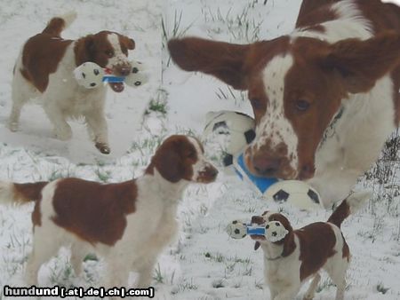 Welsh Springer Spaniel Winter Wondertime!!!