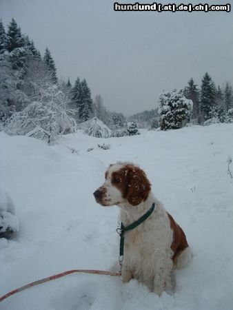 Welsh Springer Spaniel Gipsy und Husty