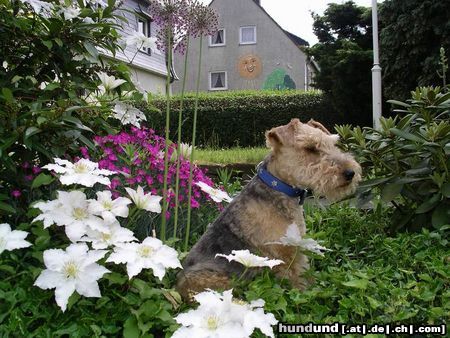 Welsh Terrier okay, ich bin ein Gartenfreund