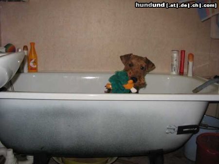 Welsh Terrier in the bath 