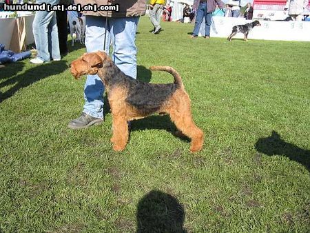 Welsh Terrier INVADER of Happytails