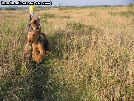 Welsh Terrier big and small 