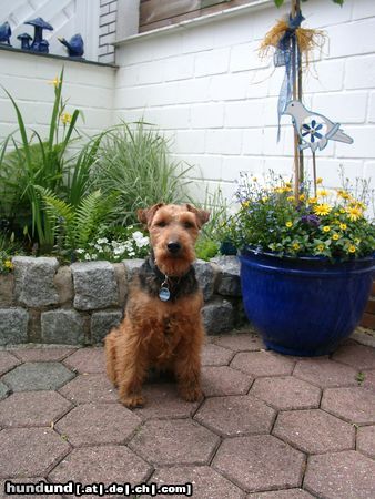 Welsh Terrier