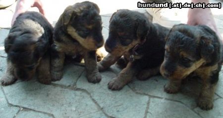 Welsh Terrier Unsere Babys mit knapp 5 Wochen