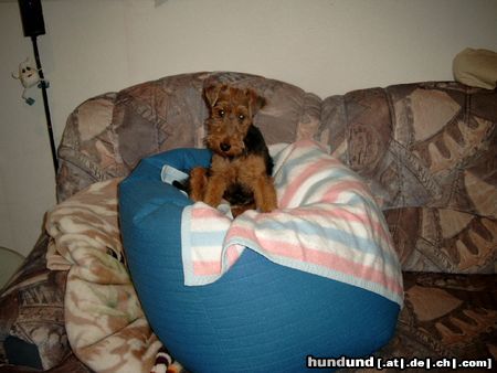 Welsh Terrier Das ist Gipsy(Peggie vom Fohlenkamp)