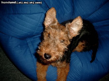 Welsh Terrier Ich kann fliegen