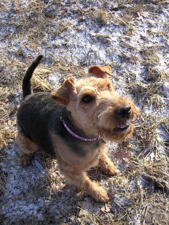 Welsh Terrier Unser Sonnenschein