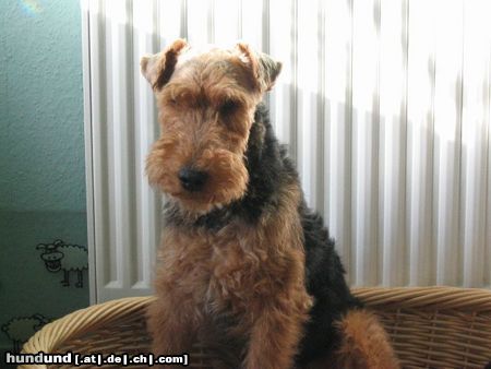 Welsh Terrier Bin ich so gut im Bild?