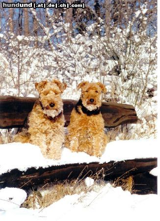 Welsh Terrier Schneewanderung