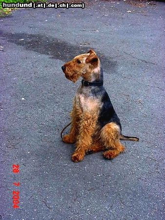 Welsh Terrier KORAN z AGACINI