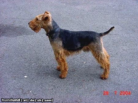 Welsh Terrier KORAN z AGACINI