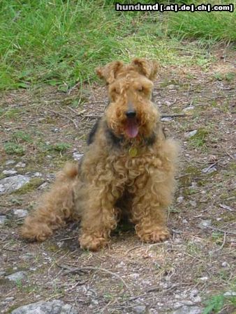 Welsh Terrier sie schreiben Alter der Welsh-Terrier 14 Jahre...meine Hündin Myrille geht ins 16.Alterjahr