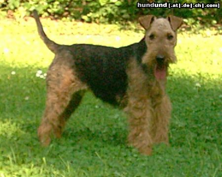 Welsh Terrier Olivia of Welsh-Fargo