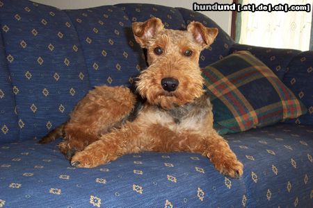 Welsh Terrier Teddy