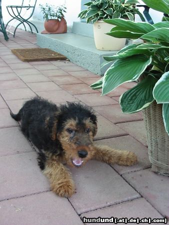 Welsh Terrier Moritz