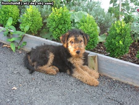 Welsh Terrier So unschuldig kann ein junger Welsh-Terrier sein.