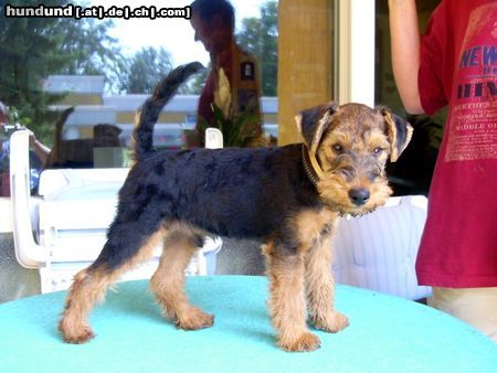 Welsh Terrier 4 Monate alt