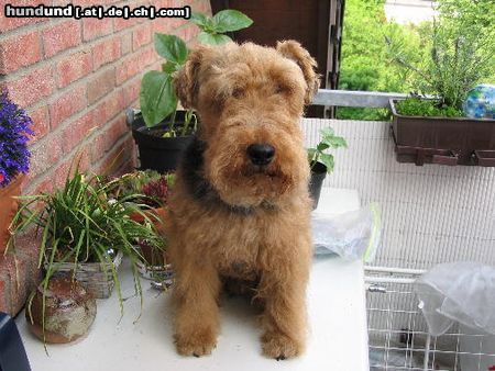 Welsh Terrier