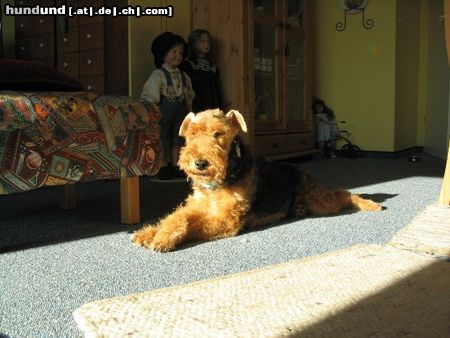 Welsh Terrier bin ich nicht lieb?