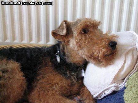 Welsh Terrier bin ich nicht lieb?