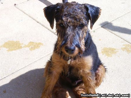 Welsh Terrier begossener 