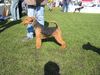 Welsh Terrier Hund