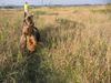 Welsh Terrier Hund