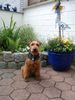 Welsh Terrier Hund