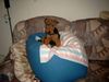 Welsh Terrier Hund