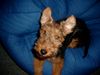 Welsh Terrier Hund