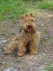 Welsh Terrier Hund