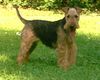 Welsh Terrier Hund