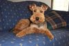 Welsh Terrier Hund